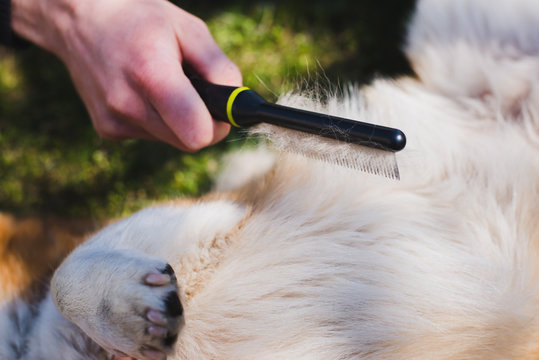 Does a Cavachon Shed? | Little Pet Corner