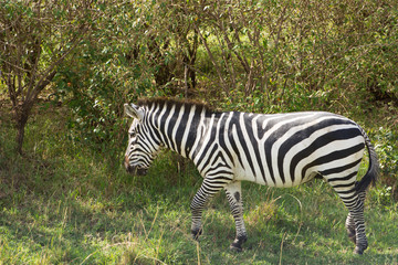Fototapeta na wymiar Common Zebra grazing in Masai Mara National Park in Kenya, Africa