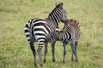 Fototapeta na wymiar A mother zebra (mare) feeding her foal in a grassy area in Masai Mara on a September evening