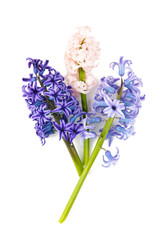 Obraz premium Bunch of hyacinths flower isolated on a white background.