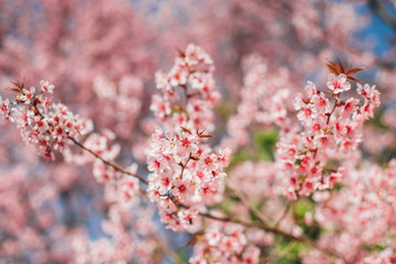 Pink cherry blossom in spring Blue Sky Thailand Background