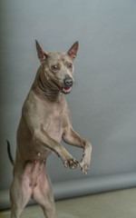 Thai Ridgeback Dog in beige gray adults