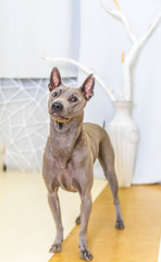 Thai Ridgeback Dog in beige gray adults