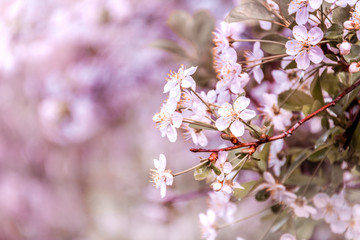 cherry blossom branch on a blurred background.rose cherry petals on tree branches