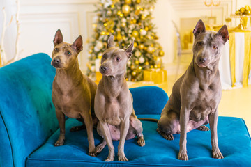Thai Ridgeback Dog in beige gray adults