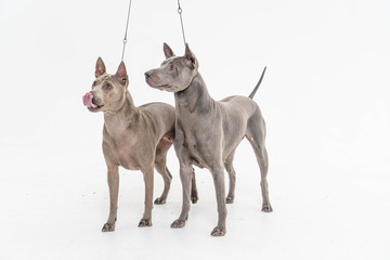 Thai Ridgeback Dog in beige gray adults