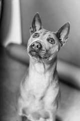 Thai Ridgeback Dog in beige gray adults
