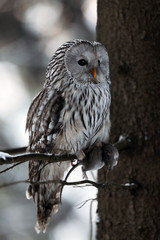 Ural owl (Strix uralensis) sit on branch with prey