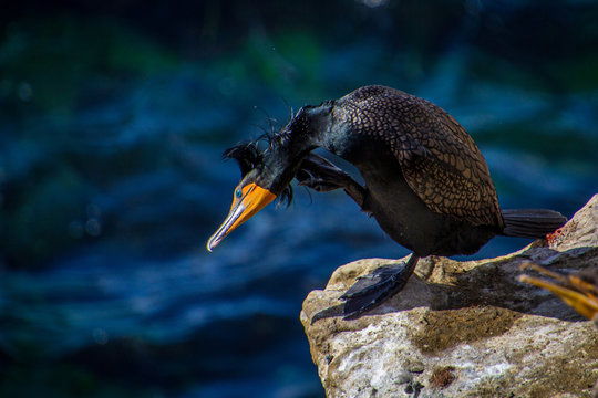 Double-crested Cormorant scratching its neck