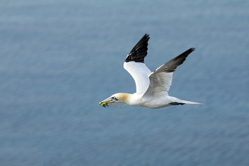 Fototapeta na wymiar Flying Northern gannet (Morus bassanus) with nesting material in the bill, with blue sea water in the background, Helgoland island, Germany.