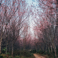 Fototapeta na wymiar Pink cherry blossom in spring Blue Sky Thailand
