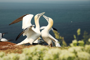 Gannets perform a Gannet dance when their mate returns from sea. Morus bassanus