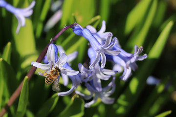 One bee on hyacinth flower