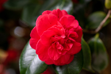 Blooming red camellia japonica emperror of russia