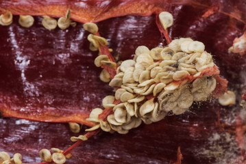 Dry red pepper seeds used as a dressing in traditional Andalusian cuisine