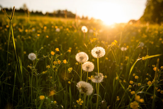 Germany, Bavaria,?Eurasburg, Springtime meadow at sunset