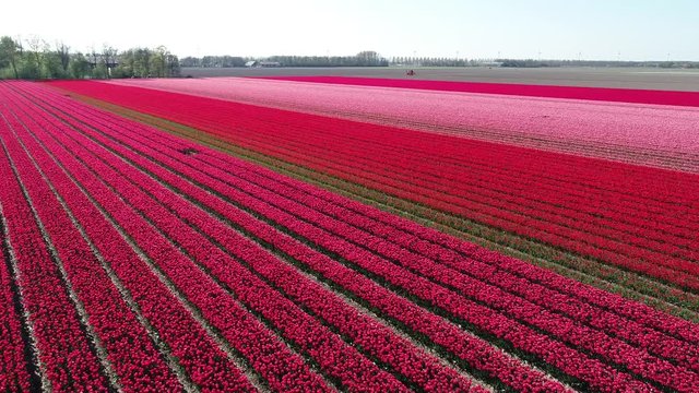 Prachtvolle Tulpenfelder in den Niederlanden aus der Luft gefilmt