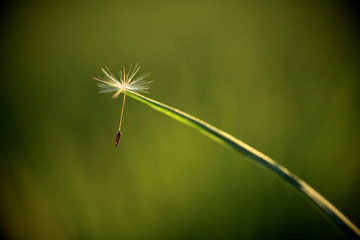 Ein Pusteblume samen an einem Grasblatt