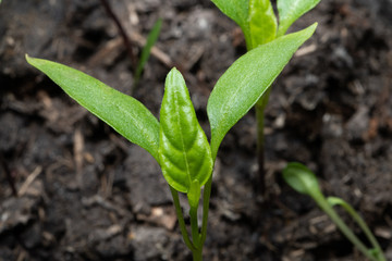 Close up small green sprout in dirt soil