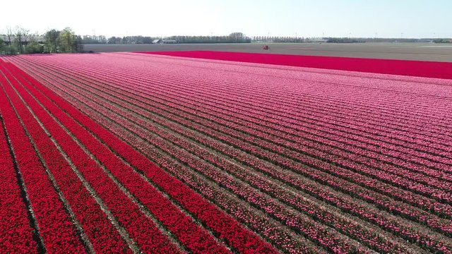 Prachtvolle Tulpenfelder in den Niederlanden aus der Luft gefilmt