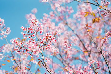 Pink cherry blossom in spring Blue Sky Thailand