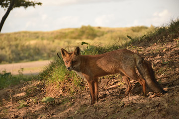 Nice portrait of the side of a fox that hunts through the dunes among the herbs.