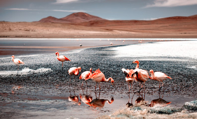 Obrazy na Szkle  Różowe flamingi w ekscytującej scenerii laguny