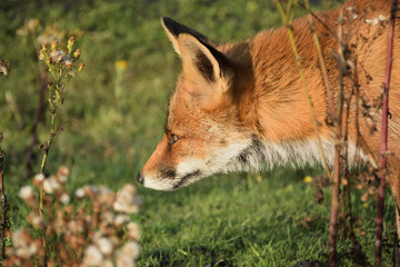 Nice portrait of the side of a fox that hunts through the dunes among the herbs.