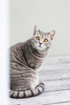 Germany, Portrait of gray British?Shorthair?cat sitting outdoors