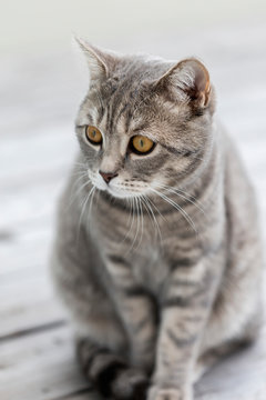 Germany, Portrait of gray British?Shorthair?cat sitting outdoors