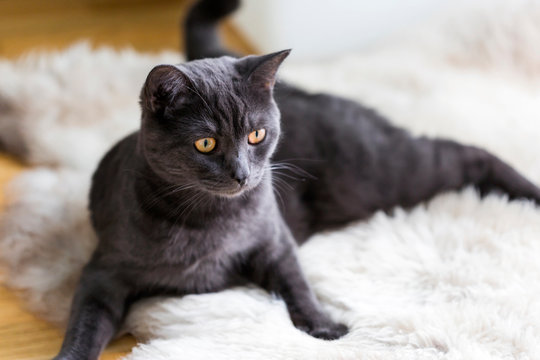 Germany, Portrait of black British Shorthair cat relaxing on animal skin rug