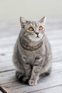 Germany, Portrait of gray British Shorthair cat sitting outdoors