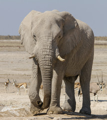 Big elephant bull at Nebroni waterhole
