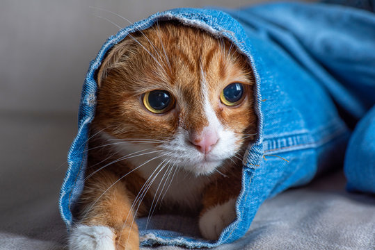 Red kitten in jeans leg. Photographed close-up.