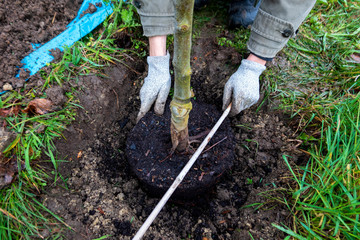 Man planting a tree