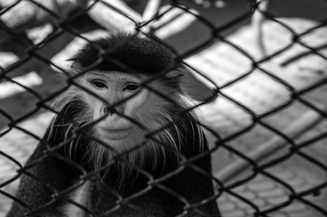 the imprisoned monkey
