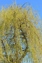 Partial shot of the top of a weeping willow tree in spring with delicate leaves and flowers against a blue sky