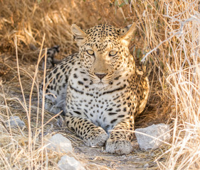 Young leopard in Etosha near Klein Namuton.i
