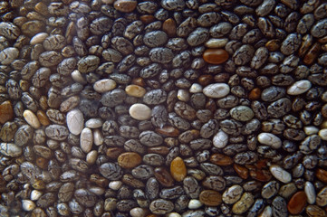 chia seeds. macro shot. background.