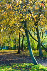 autumn tree in the park in yellow foliage