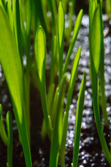 fresh, green grass on black. close-up.