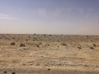 wildebeest in serengeti