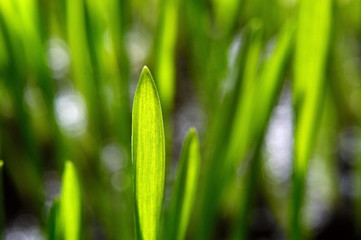 Fototapeta na wymiar fresh, green grass on black. close-up.