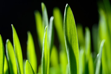 fresh, green grass on black. close-up.