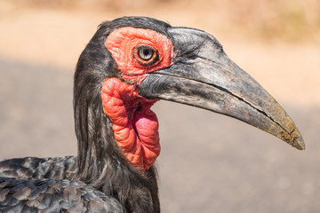 The endangered Southern ground hornbill in Kruger.