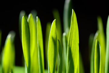 fresh, green grass on black. close-up.