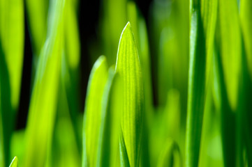 fresh, green grass on black. close-up.