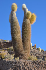 Kaktusy w Boliwii