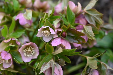 pink spring flowers
