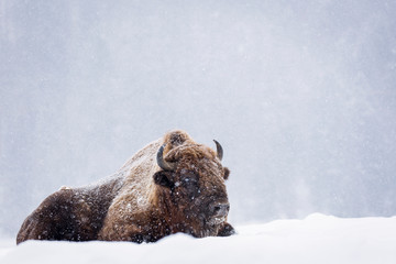 Bison or Aurochs in winter season in there habitat. Beautiful snowing